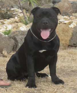 Gumtree staffy deals