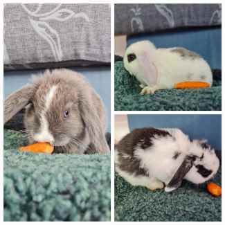 Gumtree rabbits free store to good home