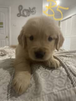 Golden retriever store puppies central coast