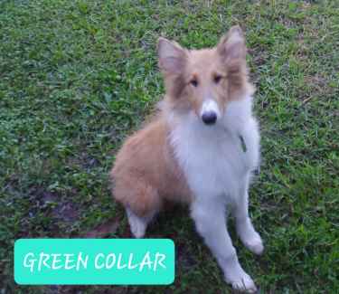 2 LEFT! Purebred Rough Collie Lassie Pups. Ready for new home today!