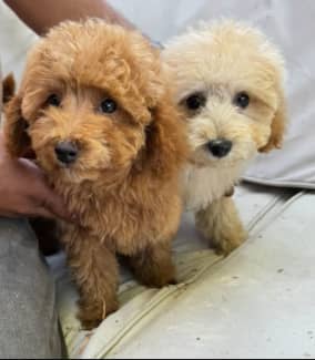 Buy a hotsell poodle near me