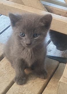 Russian blue cat store gumtree