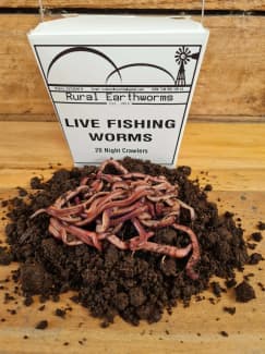 fishing worms in Brisbane Region, QLD  Gumtree Australia Free Local  Classifieds