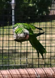 kakariki cages for sale