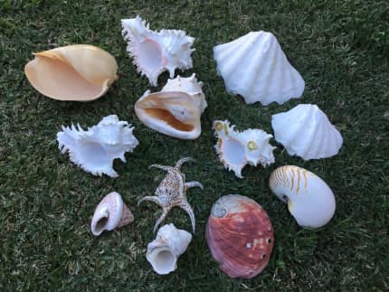 large sea shells in New South Wales  Gumtree Australia Free Local  Classifieds