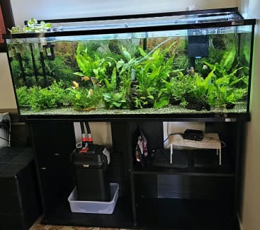 artificial fish tanks  Gumtree Australia Free Local Classifieds