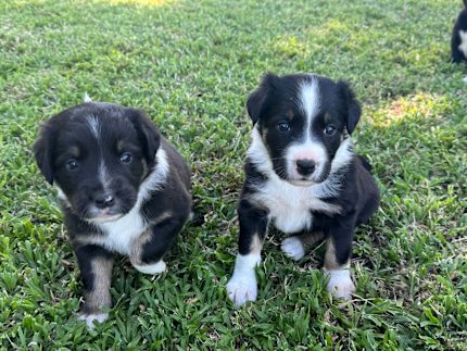 Shop working kelpie puppies for sale Online Sale