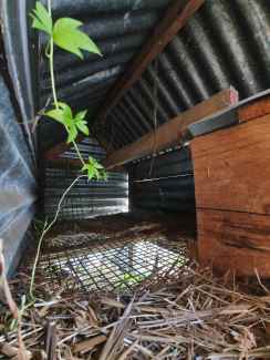Hen house for sale