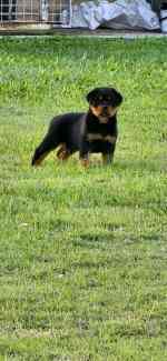 ANKC registered Rottweiler puppies