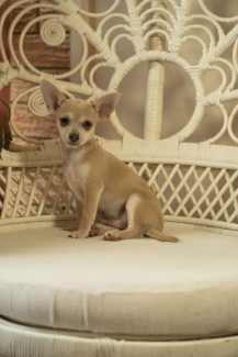 Male chihuahua ready for loving home