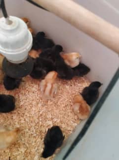 chick feed petsmart