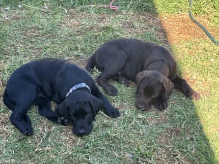 Cavador best sale puppies gumtree