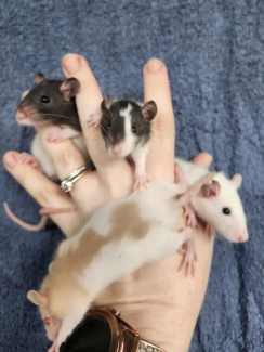 young pet rats and mice for sale