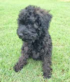 Gumtree schnoodle hot sale