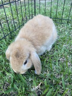 pet bunnies for sale in perth