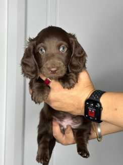 *Rare* Solid Colourway, Miniature Dachshund Pups