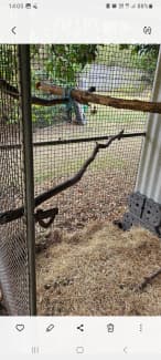 Cat hotsell enclosure gumtree