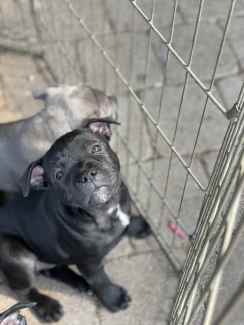 Bull clearance terrier gumtree