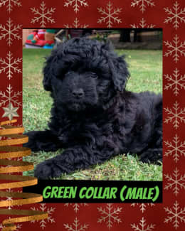 Portuguese water dog sales gumtree