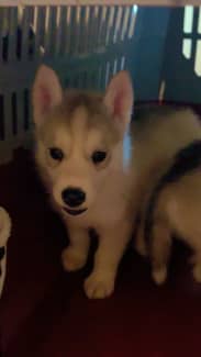 Husky clearance puppies gumtree