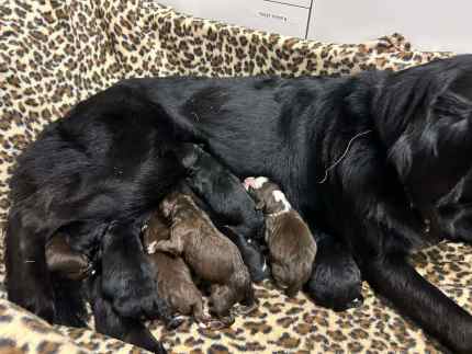 Flat coated retriever gumtree best sale