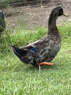 Blue Partridge Brahma Boy, Other Pets, Gumtree Australia Port Macquarie  City - Beechwood