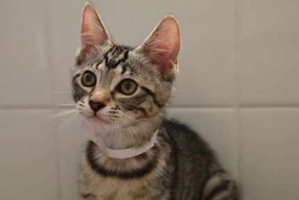 Skittles rescue kitten NC1396 vetwork included