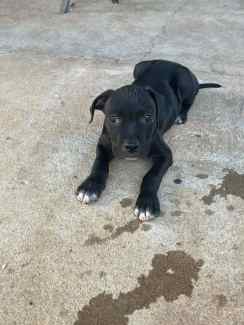 2 male Staffy puppies left
