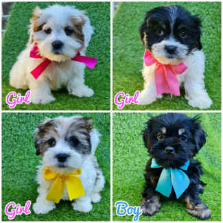 4 x Quality 🩷 MALTESE SHIH TZU puppies, FREE INSURANCE INCLUDED