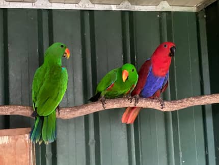 eclectus parrot mutations