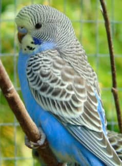 WANTED, a baby male cobalt budgie