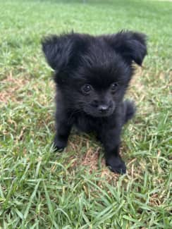 Fairfield Area, NSW, Dogs & Puppies