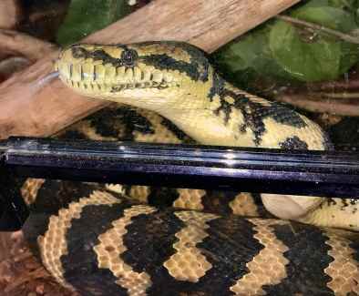 water snake in Brisbane Region, QLD  Gumtree Australia Free Local  Classifieds