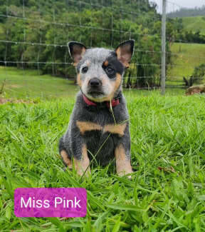 Blue hot sale heeler gumtree