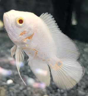 Baby Tiger Oscar Fish .  