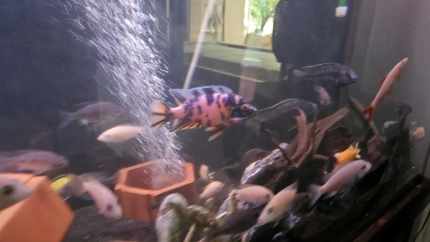 African cichlids tropical fish