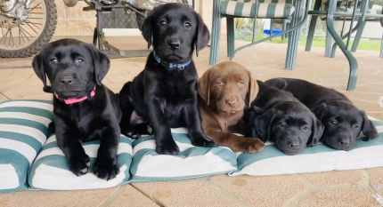 Labrador Puppies - READY NOW 