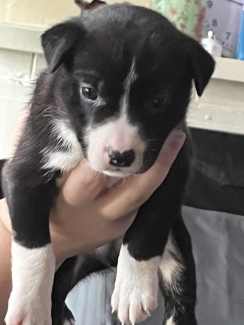 Husky puppies best sale for sale gumtree