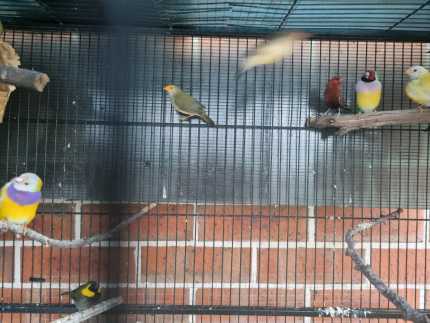 Finches and cage