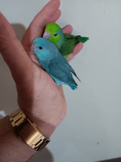 Parrotlet deals for sale