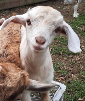 mongolian baby goat