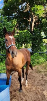 Thoroughbred Mare For Sale