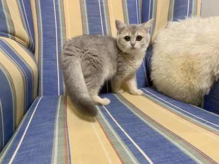 British shorthair hot sale gumtree