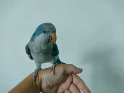 cinnamon blue quaker parrot