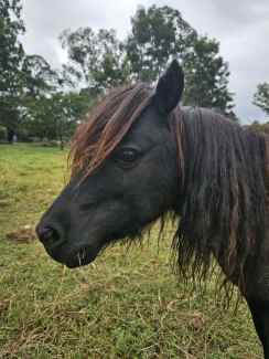 Tiny black miniature horse stallion 
