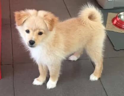 Kelpie cross hot sale pomeranian