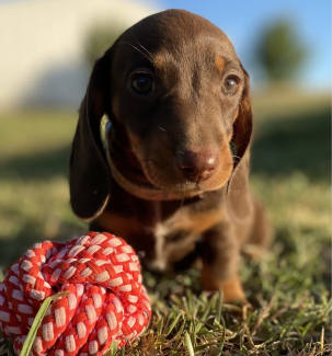 gumtree sausage dogs for sale