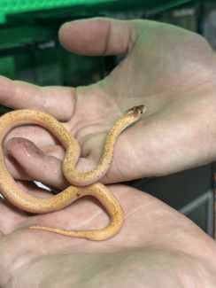 water snake in Brisbane Region, QLD  Gumtree Australia Free Local  Classifieds