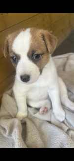 Gumtree hot sale jack russell