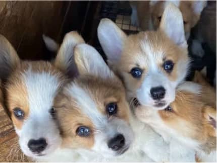 Hunter sale vale corgis